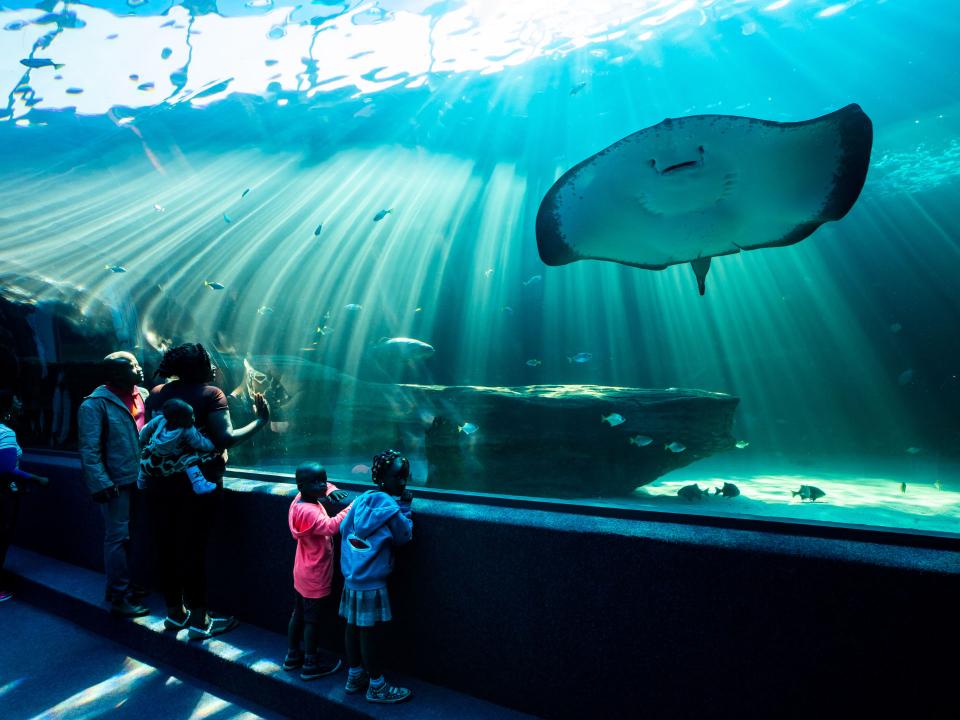 Menschen bestaunen einen riesigen Rochen in einem Aquarium mit blauem Wasser und eindrucksvollem Lichteinfall____