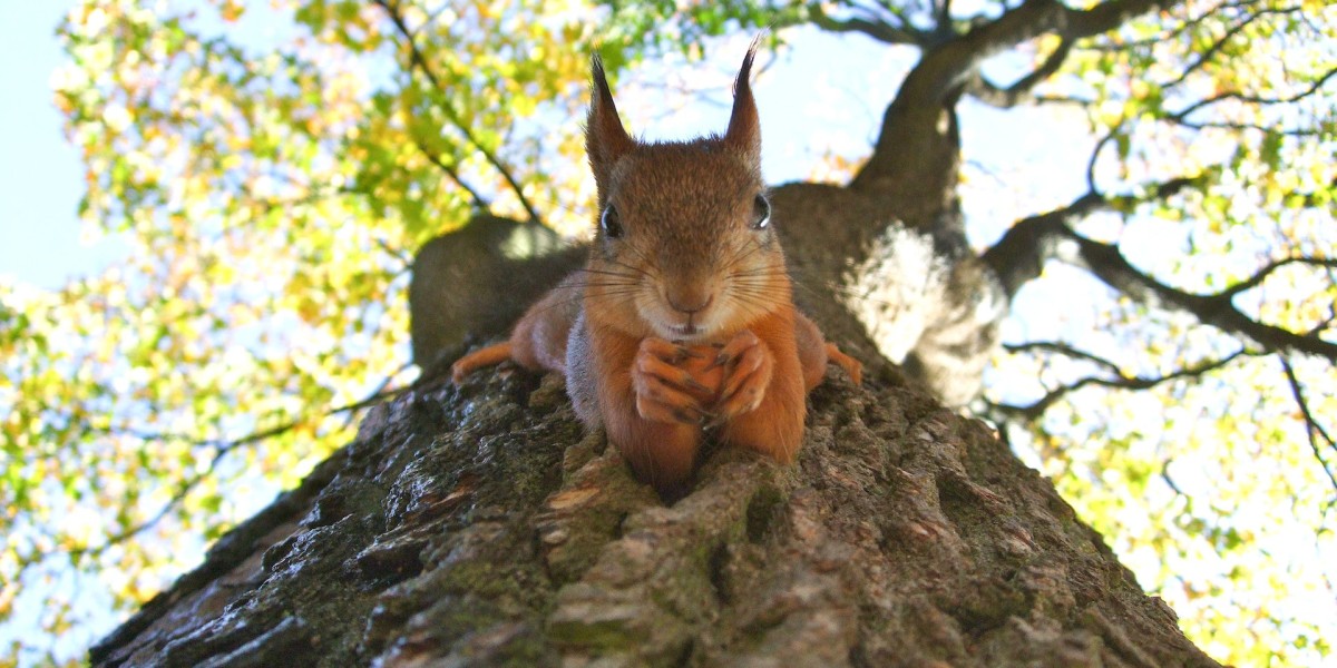 Tiny Forest: Aufnahme eines Baumes von unten, mitten im Bild sitzt ein Eichhörnchen am Stamm und schaut in die Kamera.