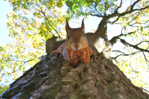 Tiny Forest: Aufnahme eines Baumes von unten, mitten im Bild sitzt ein Eichhörnchen am Stamm und schaut in die Kamera.