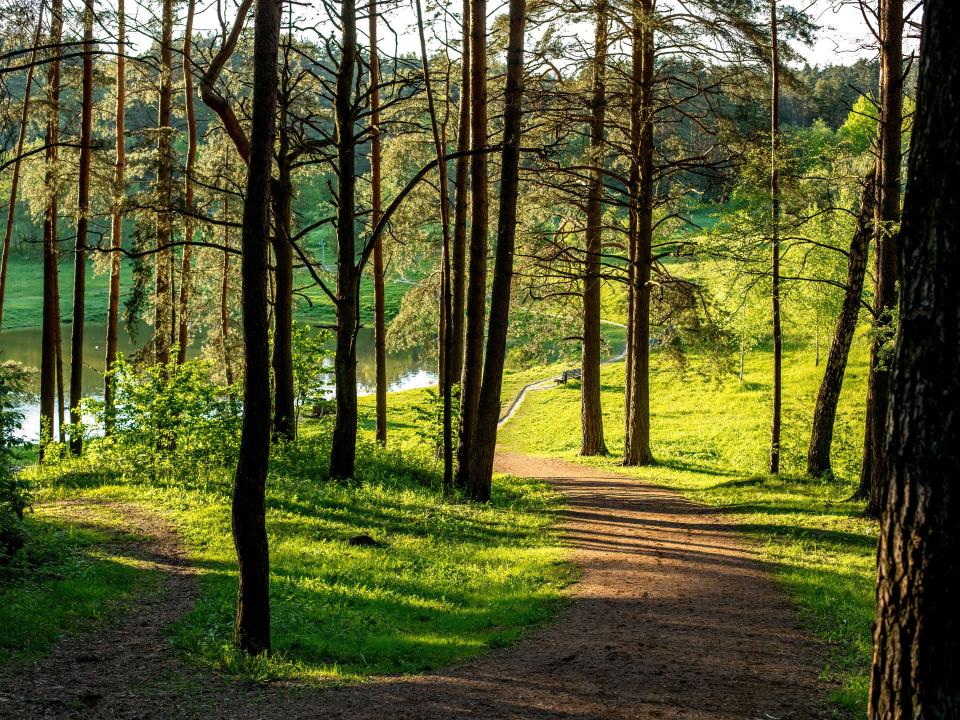 Sonnenbeschienener Waldweg in Vilnius mit hohen Kiefern und Blick auf einen See.____