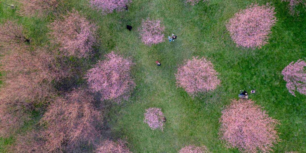 Drohnenaufnahme blühender Kirschbäume in Vilnius mit Menschen auf Picknickdecken.