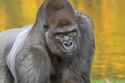 Ausgewachsener Gorilla auf einer grünen Wiese schaut mit durchdringendem Blick an der Kamera vorbei